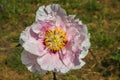 Close up of rare pink paeonia rockii flower in the garden