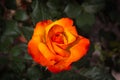 Close up of rare and precious orange rose with yellow shades