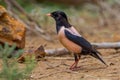 Close up of rare Rosy Starling (Pastor roseus)