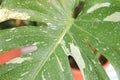 Close up of a rare variegated plant that famous all around the world named Ã¢â¬Åmonstera thai constellation