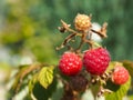 Close up of a rasberry fruit