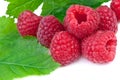 Close up of raspberries with leaves on white background