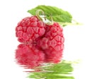 Close-up of raspberry