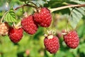 Close-up of raspberry branch in the garden Royalty Free Stock Photo