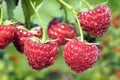 close-up of raspberry branch in the garden Royalty Free Stock Photo