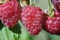 close-up of raspberry branch in the garden Royalty Free Stock Photo