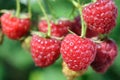 Close-up of raspberry branch in the garden