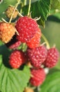 Close-up of raspberry branch in the garden Royalty Free Stock Photo