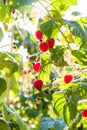 Closeup of raspberry branch with ripe berries. Shallow depth of field. Sunny autumn backlight.