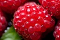 Close up of raspberry fruit