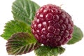 Close-up on raspberry isolate, berry on white background, Generative AI Royalty Free Stock Photo
