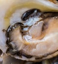 Up close with a Raspberry Point Oyster