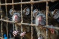 close up rat caught in cages. . Generative AI Royalty Free Stock Photo