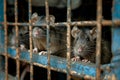close up rat caught in cages. . Generative AI Royalty Free Stock Photo