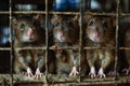 close up rat caught in cages. . Generative AI Royalty Free Stock Photo