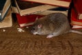 Close-up the rat chewing paper near pile of old books on the flooring in the library. Royalty Free Stock Photo