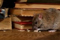 Close-up the rat chewing paper near pile of old books in the library Royalty Free Stock Photo