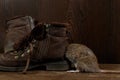 Close-up a rat crawls into a leaky brown boot on a wooden floor.