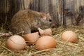 Close-up the rat and hen`s eggs in the chicken coop on the background of wood boards