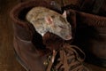 Close-up of a rat sleeping in a brown shoe on a wooden floor. Royalty Free Stock Photo