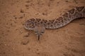 Close Up of Rattle Snake Head Royalty Free Stock Photo