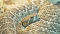 Close Up Rattlesnake Extends Tongue, Vivarium Scene