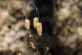 Close up of Rattlesnake Grass Briza Maxima, San Francisco bay area, California Royalty Free Stock Photo