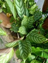 Close up of rattlesnake plant