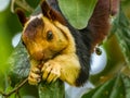 Close up: Ratufa indica or Malabar squirrel munching