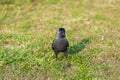 In close up raven walking on grass Royalty Free Stock Photo