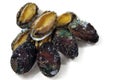 Close up of raw abalones isolated on white background. Royalty Free Stock Photo