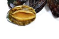 Close up of raw abalones isolated on white background. Royalty Free Stock Photo