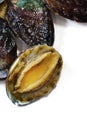 Close up of raw abalones isolated on white background. Royalty Free Stock Photo