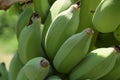 Close up raw banana selective focus