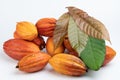 Close up of raw cacao pods Royalty Free Stock Photo