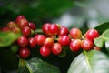 Close-up raw coffee beans or berries cherries grow in clusters along the coffee tree branch in organic plantation Royalty Free Stock Photo