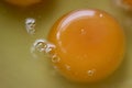 Close up raw egg yolk Royalty Free Stock Photo