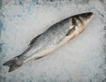 Close up raw European sea bass fish on crushed ice Royalty Free Stock Photo