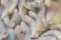 Close-Up of Raw Frozen White Fish Fillets Royalty Free Stock Photo