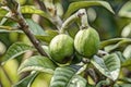 Raw green loquat fruits on tree branches. loquat has a number of health benefits, including the ability to prevent diabet