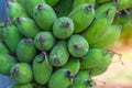 Close-up of raw green Namwa bananas Royalty Free Stock Photo