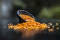 Close up of Raw Masur dal or masoor lentils or pink lentils in a black colored clay bowl on wooden surface. Royalty Free Stock Photo