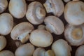 Close up raw mushrooms picked in a box, ready for food preparing. Healthy nutrition, bio organic grown meal, fresh fungi