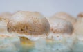 Close up of raw mushrooms on the table. Fresh picked edible fungi, ready for food preparing. Healthy nutrition, bio organic grown