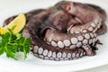 Close up of raw octopus tentacles on white plate is ready to be cooked. Mediterranean seafood delicacy. Natural healthy food Royalty Free Stock Photo