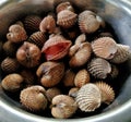 Close-up raw sea cockles clams, usually these shells live in sea water