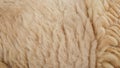 close up of raw sheep wool texture Royalty Free Stock Photo