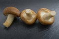 Close up raw shiitake mushrooms on black background. Royalty Free Stock Photo