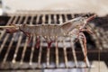 Close up raw shrimps impale with wood Royalty Free Stock Photo