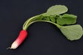 Radish and its tops close-up on black background Royalty Free Stock Photo